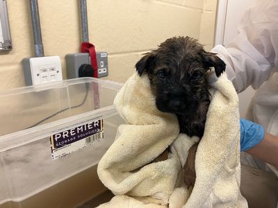 A puppy being held and wrapped in a towel