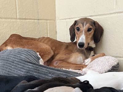 A very skinny dog lying down in her kennel