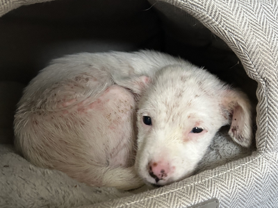 A White Terrier Cross covered in mange lying in a dog bed