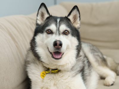 From Stray to Superhero: Rescue Dog Jake Saves a Life
