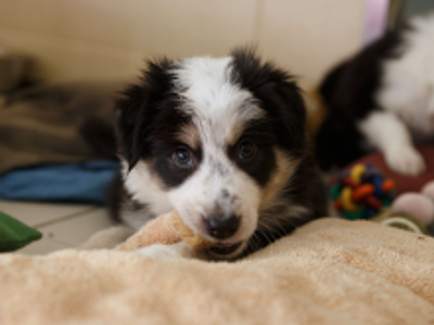 Black and white collie puppy lying down staring at the camera