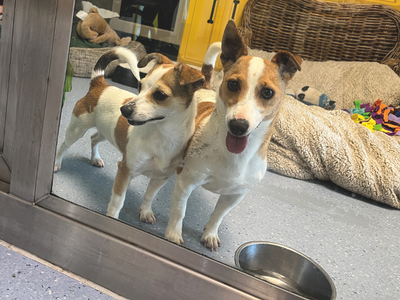 Two female Jack Russell Terriers arriving at the rehoming centre.