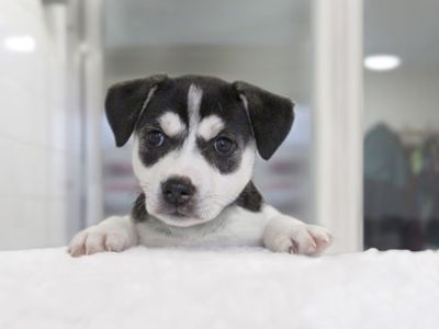 Navigating the early days: Understanding Your Puppy
