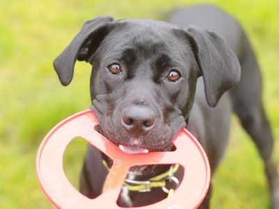The Teenage Phase: Understanding Your Adolescent Dog