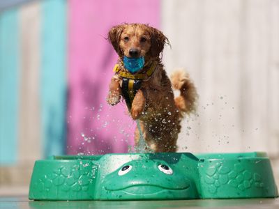 Dogs Trust Issues Hot Weather Warning for Dog Owners