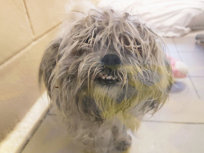 A very matted Maltese dog when she arrived in our care