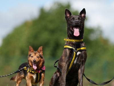 Larger Dogs Wait Almost Twice as Long for Forever Homes 