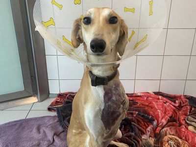 A lurcher dog after surgery wearing a cone