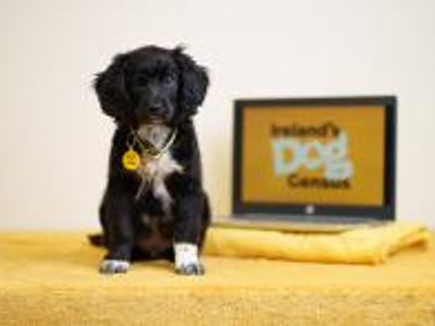 Spaniel puppy sits in front of a laptop screen that says Ireland's Dog Census