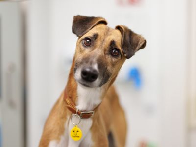 Dogs Trust Concerned at Increase in Dogs Being Euthanised in Pounds