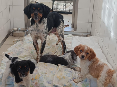 mammy and puppies on a duvet in their kennel