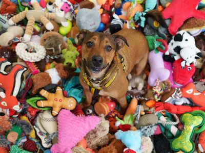 Rescue dogs pick their own Christmas gifts as Dogs Trust marks Santa Paws Day