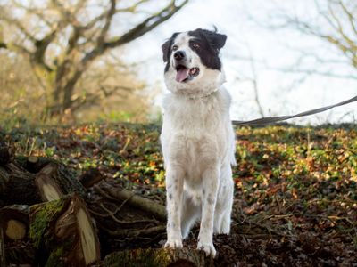 Adult Dog Training Online