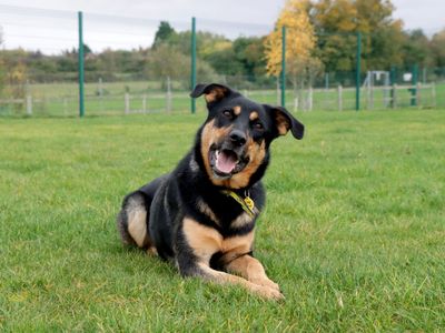 an image of a dog laying on the grass, tilting head towards camera, with mouth open