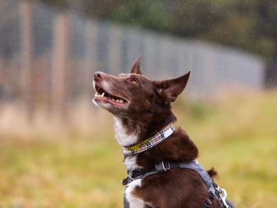 An image of a dog looking up with their mouth slightly open