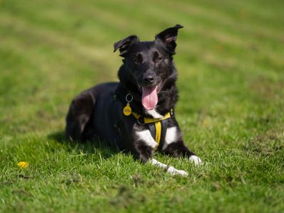 Ireland's 'ideal dog' revealed - but Dogs Trust Ireland warns owners must consider commitment involved