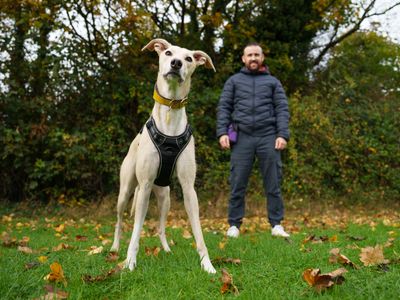 Adolescent Dog Training Online