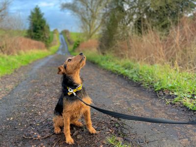 an image of a dog sitting looking up at the sky with a lead on