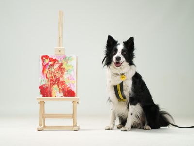 Dogs Trust Ireland launches design competition to celebrate Dog Friendly Ireland Day 2026