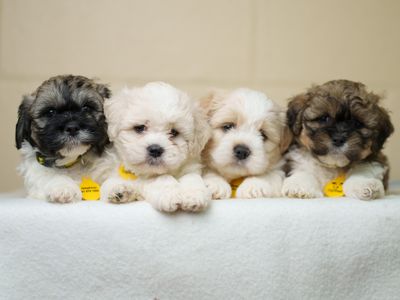 Ireland's Quirkiest Dog Names Revealed as Dogs Trust launches 2026 Dog Census