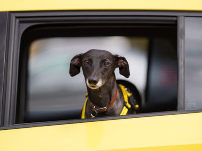 Dogs die in hot cars: Dogs Trust issues urgent summer warning