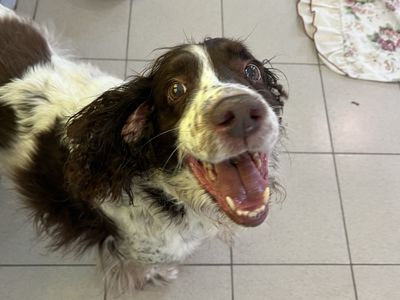 Toby | Spaniel: ( All Breeds )