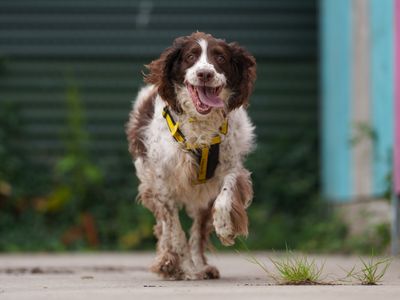 Toby | Spaniel: ( All Breeds )