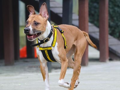 Luna | Staffordshire Cross