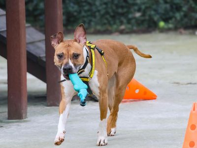 Luna | Staffordshire Cross