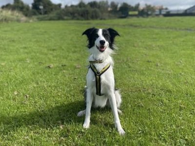 Noelle | Collie: ( All Breeds )