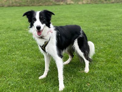 Noelle | Collie: ( All Breeds )