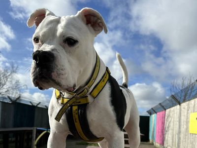 Neville | Staffordshire Cross