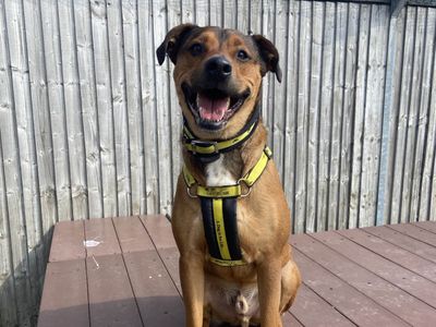 Benny | Crossbreed