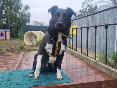 Decker | Collie Cross (Border)