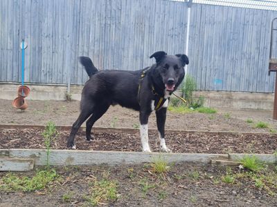 Decker | Collie Cross (Border)