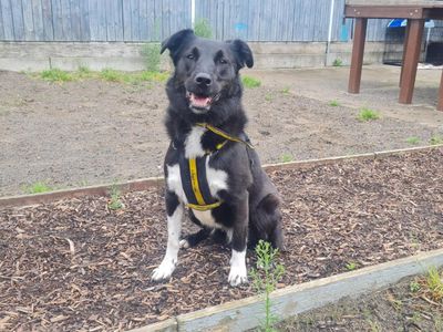 Decker | Collie Cross (Border)