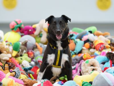 Decker | Collie Cross (Border)