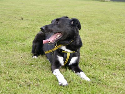 Decker | Collie Cross (Border)