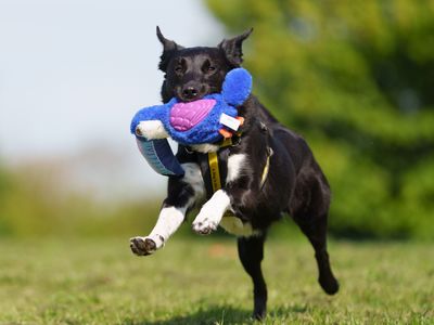 Decker | Collie Cross (Border)