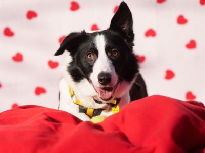 Oscar wilde | Collie Cross (Border)