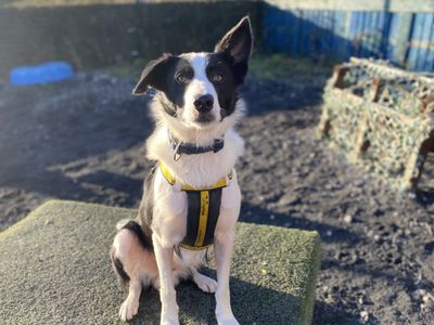 Oscar wilde | Collie Cross (Border)