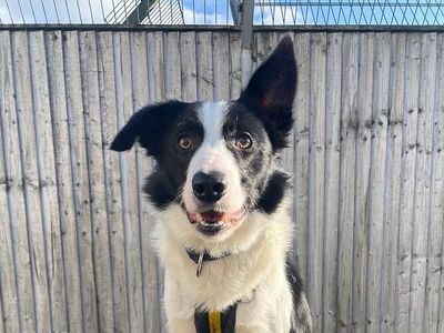 Oscar wilde | Collie Cross (Border)