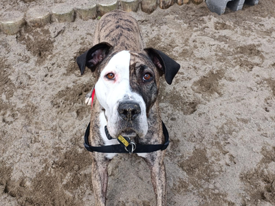Tegan | A Crossbreed