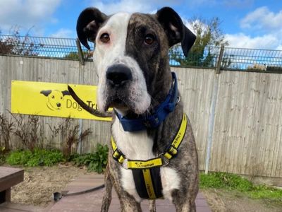 Tegan | A Crossbreed