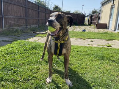 Tegan | A Crossbreed