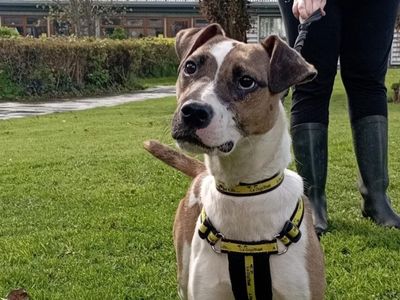 Pepper | Crossbreed