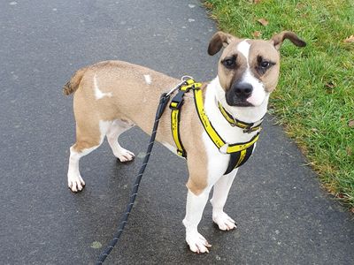 Pepper | Crossbreed