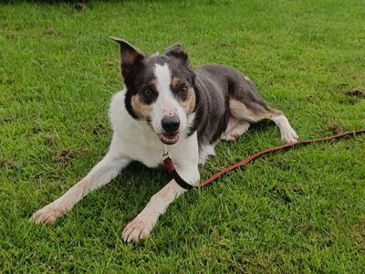 Rocky | Collie (Smooth)