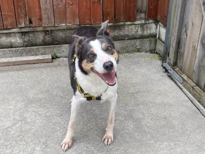 Rocky | Collie (Smooth)