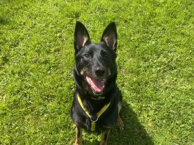 Rosie | German Shepherd Dog